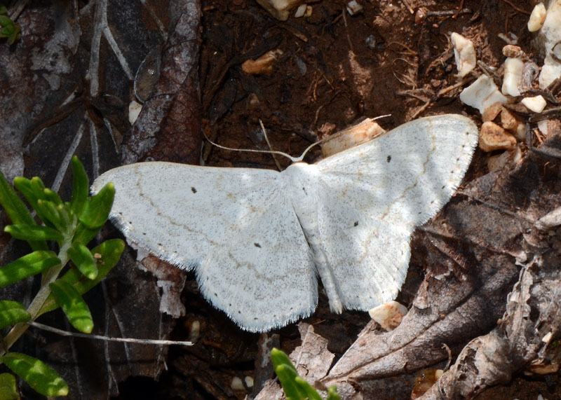 Geometridae da daterminare 1